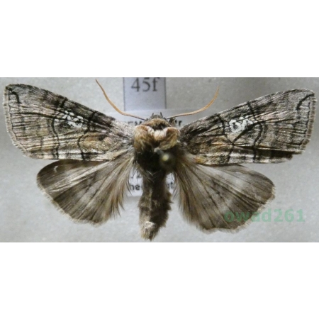 Tethea ocularis (Linnaeus, 1767) Falica oczenica Czech45f